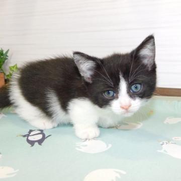 ミヌエット(短足)【山形県・女の子・2022年6月3日・ブラックスモーク&ホワイト】の写真「期間限定価格」