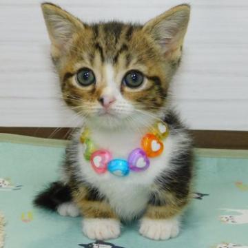 ミヌエット(短足)【山形県・男の子・2022年6月8日・ブラウンタビー&ホワイト】の写真「７月末までお問い合わせの方期間限定価格」