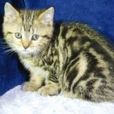 マンチカン(長足)【山形県・女の子・2023年8月28日・ブラウンタビー】の写真1