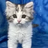 スコティッシュフォールド(立ち耳)【山形県・女の子・2024年2月25日・ダイリュートキャリコ(ロングヘア)】の写真2