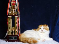 スコティッシュフォールド【・男の子・2022年10月19日・レッドタビー&ホワイト】