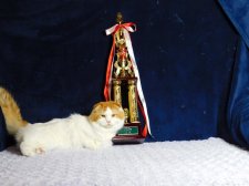 スコティッシュフォールド【・男の子・2022年10月19日・レッドタビー&ホワイト】