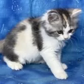 スコティッシュフォールド(立ち耳)【山形県・女の子・2024年2月25日・ダイリュートキャリコ(ロングヘア)】の写真3