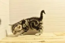 アメリカンショートヘア【山形県・男の子・2021年3月1日・シルバータビー】の写真3