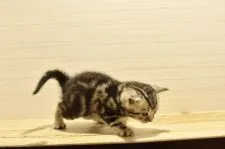 アメリカンショートヘア【山形県・男の子・2021年3月1日・シルバータビー】の写真5