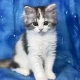 スコティッシュフォールド(立ち耳)【山形県・女の子・2024年2月25日・ダイリュートキャリコ(ロングヘア)】の写真5