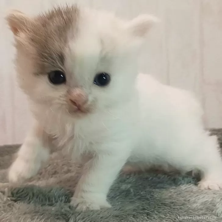 ID：2501-02259の子猫