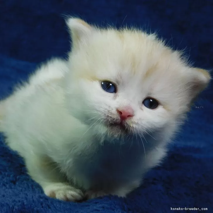 ID：2501-01702の子猫