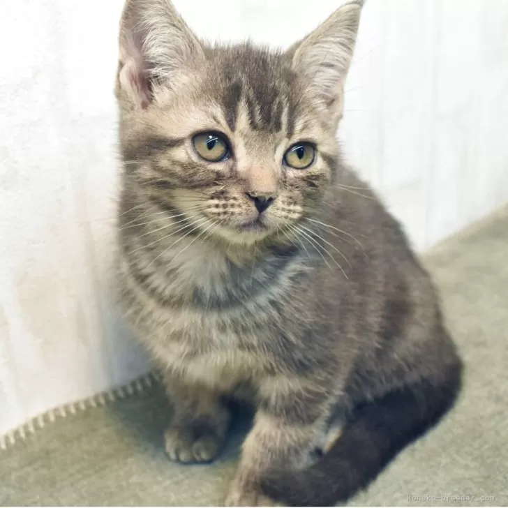 アメリカンショートヘア【山形県・女の子・2025年8月28日・ブルータビー】の写真1