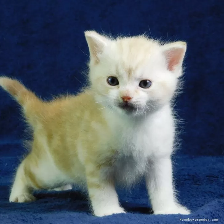 ID：2501-02380の子猫