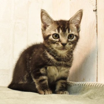 アメリカンショートヘア【山形県・男の子・2025年8月30日・ブラウンタビー】の写真「甘えん坊な男の子💖」