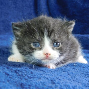 マンチカン(短足)【山形県・女の子・2024年12月28日・シルバータビー&ホワイト】の写真「２／２３まで掲載　お問い合わせは後数日」