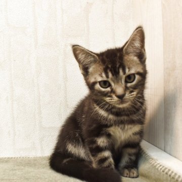 アメリカンショートヘア【山形県・男の子・2025年8月30日・ブラウンタビー】の写真「甘えん坊な男の子💖」