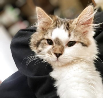 スコティッシュストレート【山形県・男の子・2025年8月25日・ブラウンタビー&ホワイト】の写真「おっとり優しい男の子🐈‍⬛💓」