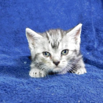 アメリカンショートヘア【山形県・男の子・2025年7月26日・シルバータビー】の写真「スクスク成長中」