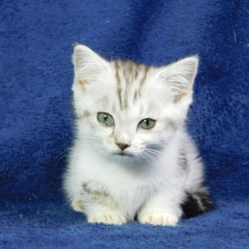 ミヌエット(短足)【山形県・女の子・2025年6月25日・シルバータビー&ホワイト】の写真「スクスク成長中」