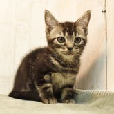 アメリカンショートヘア