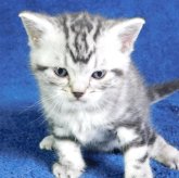 アメリカンショートヘア