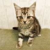 アメリカンショートヘア