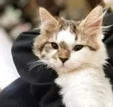 スコティッシュストレート