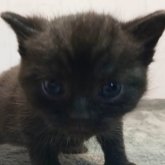 アメリカンショートヘア