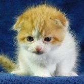 スコティッシュフォールド(折れ耳)