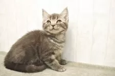 アメリカンショートヘア【山形県・女の子・2025年8月28日・ブルータビー】の写真4