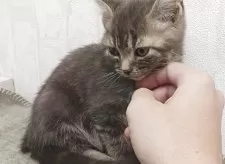 アメリカンショートヘア【山形県・女の子・2025年8月28日・ブルータビー】の写真6