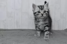 アメリカンショートヘア【山形県・男の子・2025年1月1日・シルバータビー】の写真3