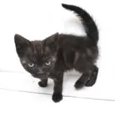 アメリカンショートヘア【山形県・女の子・2025年4月16日・ブラックスモーク】の写真3