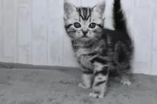 アメリカンショートヘア【山形県・男の子・2025年1月1日・シルバータビー】の写真4