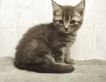 アメリカンショートヘア【山形県・女の子・2025年8月28日・ブルータビー】の写真7