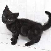 アメリカンショートヘア【山形県・女の子・2025年4月16日・ブラックスモーク】の写真5