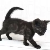 アメリカンショートヘア【山形県・女の子・2025年4月16日・ブラックスモーク】の写真6