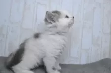 スコティッシュフォールド(立ち耳)【山形県・男の子・2024年12月25日・ブルー&ホワイト】の写真4