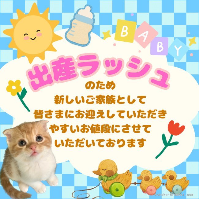 🎀出産ラッシュ🎀｜堀江　優哉(ほりえ　ゆうや)ブリーダー(大阪府・スコティッシュフォールドなど・ACC登録)の紹介写真1