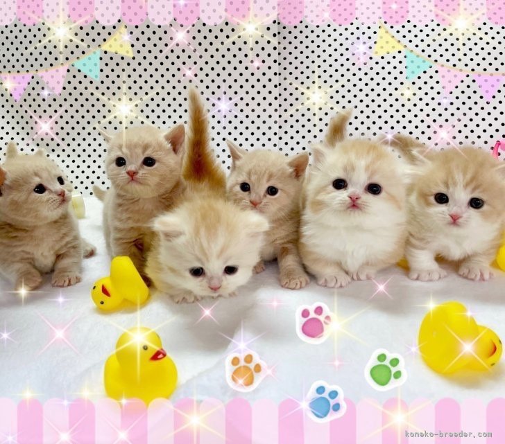 お気軽にお問い合わせ下さい🐱🐾｜堀江　優哉(ほりえ　ゆうや)ブリーダー(大阪府・スコティッシュフォールドなど・ACC登録)の紹介写真2