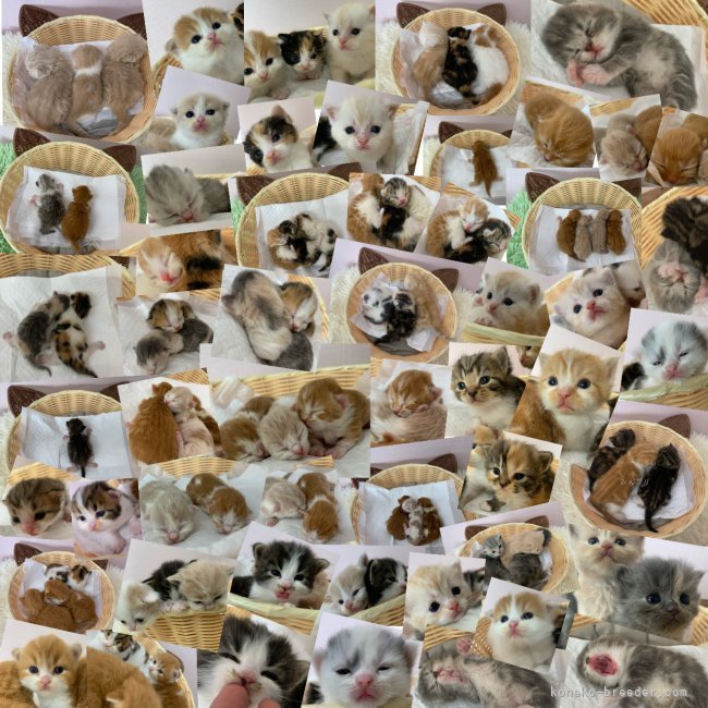 子猫ちゃん沢山産まれてます🐾｜堀江　優哉(ほりえ　ゆうや)ブリーダー(大阪府・スコティッシュフォールドなど・ACC登録)の紹介写真2