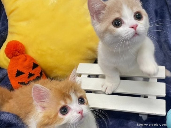 堀江　優哉(ほりえ　ゆうや)ブリーダー(大阪府・スコティッシュフォールドなど・ACC登録)の紹介写真3