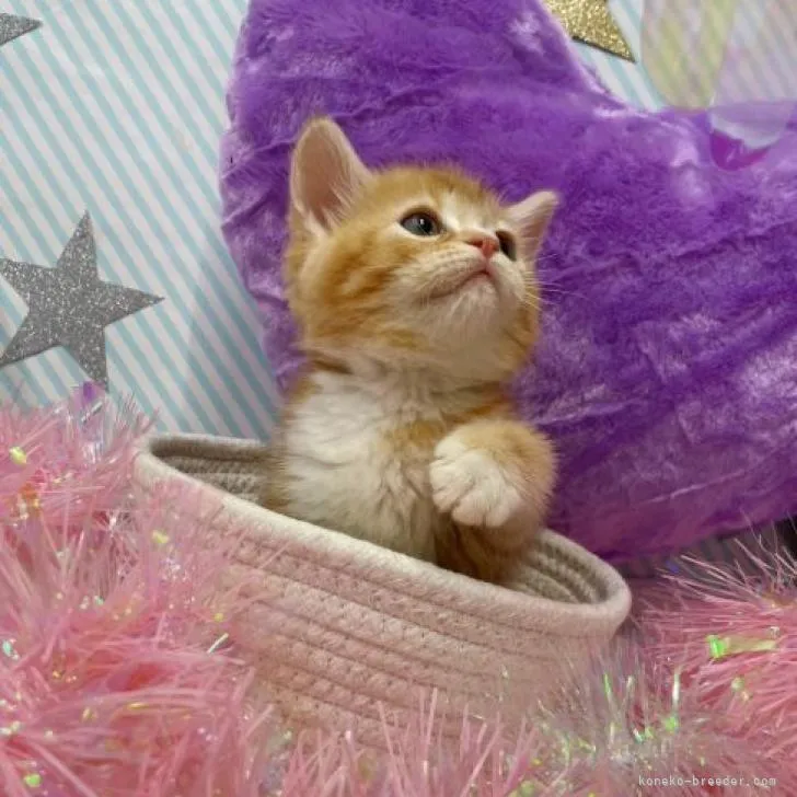 ID:2210-02080の子猫