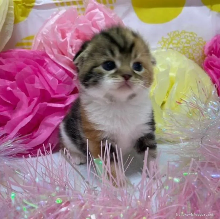 ID:2301-01626の子猫
