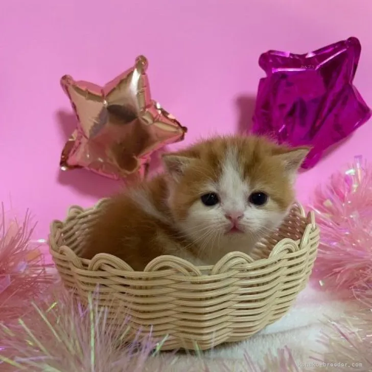 ID：2308-03181の子猫