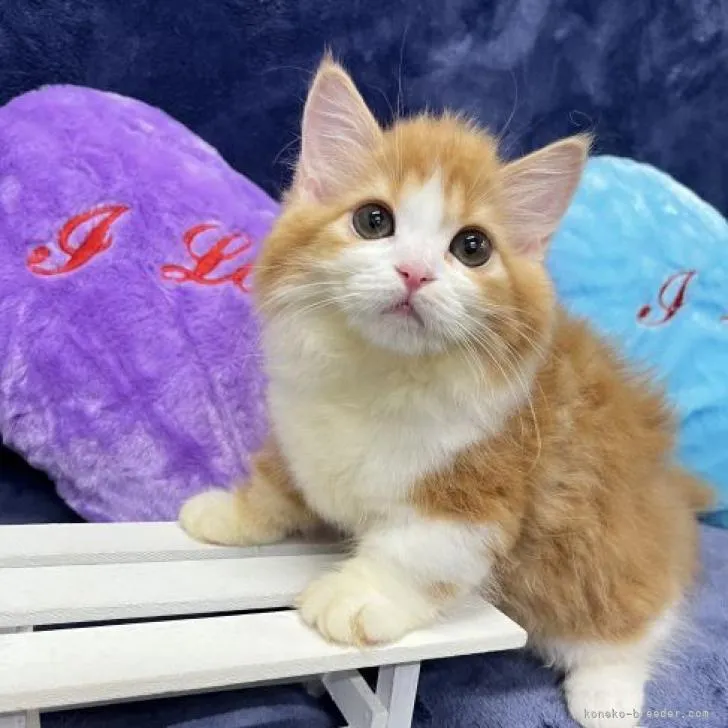 ID：2207-01073の子猫