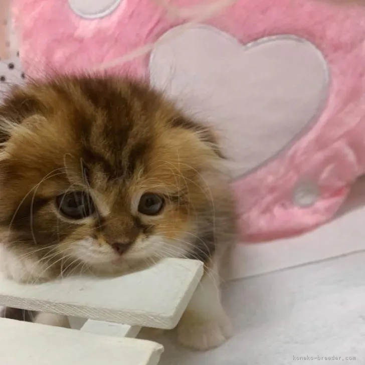 ID：2209-02337の子猫