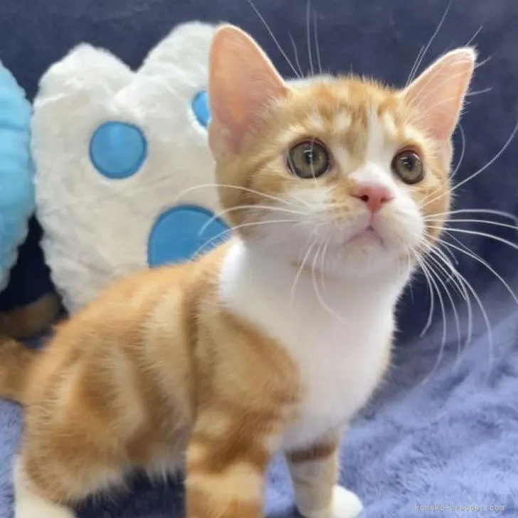 ID：2207-00958の子猫