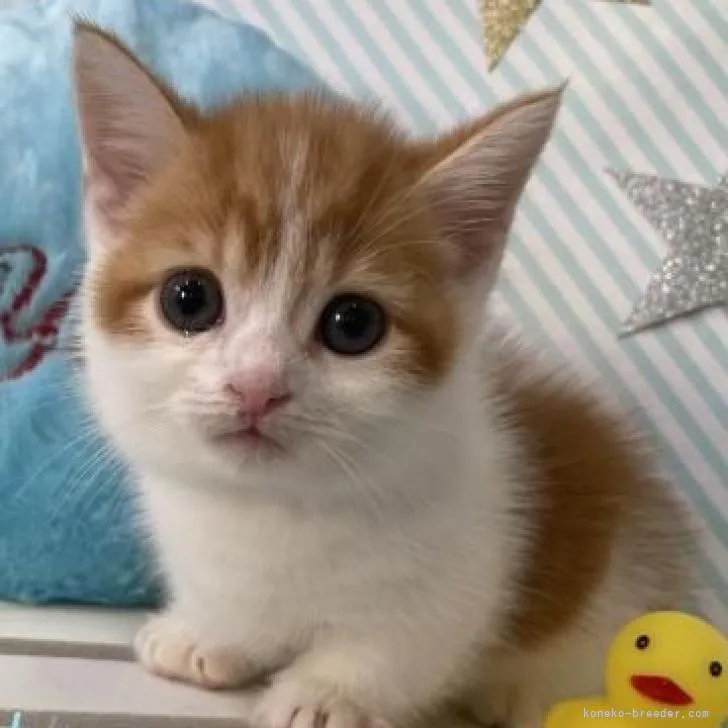 ID:2207-00972の子猫
