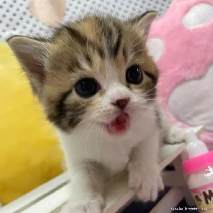 ID:2301-01540の子猫