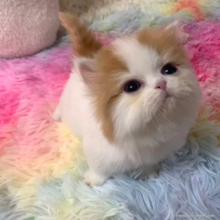 ID:2412-01404の子猫
