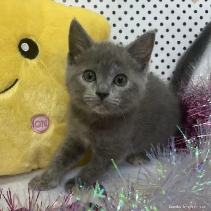 ID:2208-00839の子猫