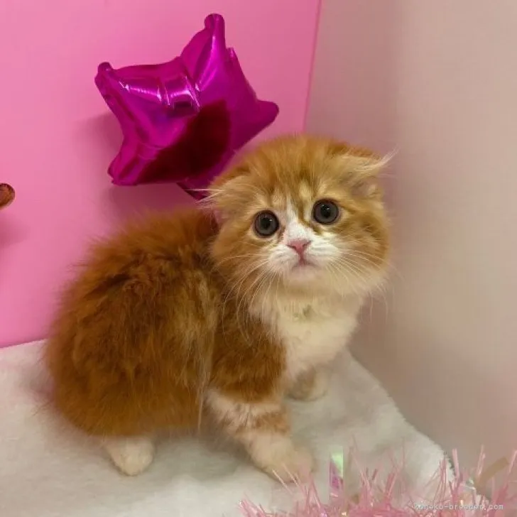 ID：2307-01900の子猫